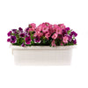 Bama fioriera bloem-balkonbak 60x20x18.5 cm wit