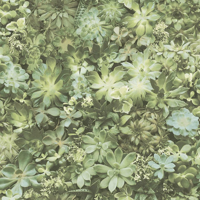 Noordwand behang evergreen succulent groen en beige