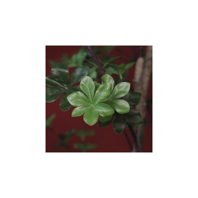 Countryfield plant dysosma m groen