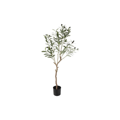Countryfield olijfboompje olea europaea l 105cm