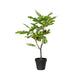 Decoris vijgenboom in pot 40cm x w.35cm x h.60cm