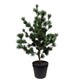Roberts collection kunstboom ceder in pot grijs 80cm