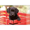 Kangaro bureau onderlegger - 38x58cm - labrador zwart - antislip - met insteekvakken - k-0014d105