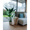 Emerald kunstplant heliconia plant groen 125 cm 419837