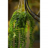 Emerald kunstplant hangend in pot ficus pumila 60 cm