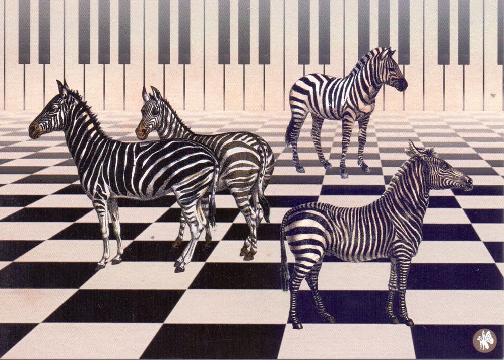 Prentbriefkaart cd03: piano zebra 6 st