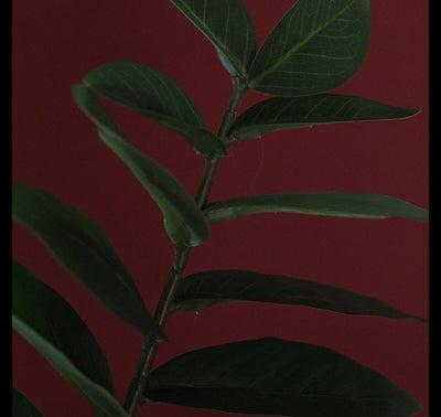 Countryfield kunstplant zamioculcas zamiifolia s groen 48x44x65cm