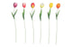 Countryfield tuinsteker tulipa veelkleurig 10x6xh60cm