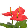 Vidaxl kunst anthurium plant met pot 90 cm rood en geel