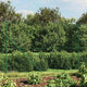 Vidaxl gaashek 2,2x10 m groen