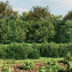 Vidaxl draadgaashek met grondankers 1,6x10 m groen