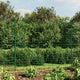 Vidaxl draadgaashek met grondankers 1,8x10 m groen