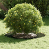 Vidaxl boomring olijf groen ø40 70 cm koudgewalst staal