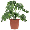 Vidaxl ronde bloempot 6 pcs baksteenrood ø 19 x 16 cm kunststof