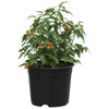 Vidaxl bloempot 100 pcs zwart ø 15 x 12.5 cm kunststof