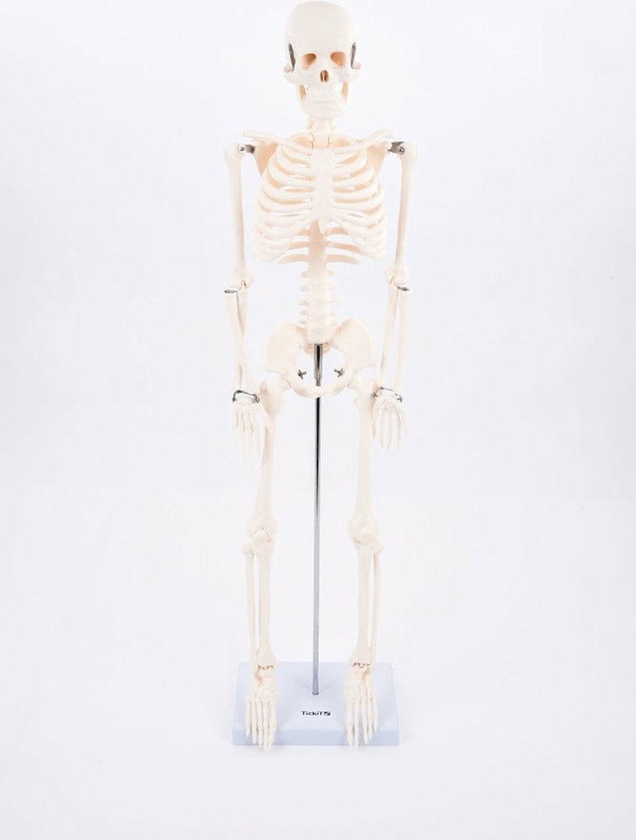Tickit® tickit educatief skelet half-schaal model speelgoed anatomie.