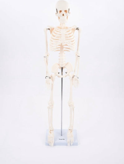 Tickit® tickit educatief skelet half-schaal model speelgoed anatomie.