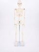 Tickit® tickit educatief skelet half-schaal model speelgoed anatomie.