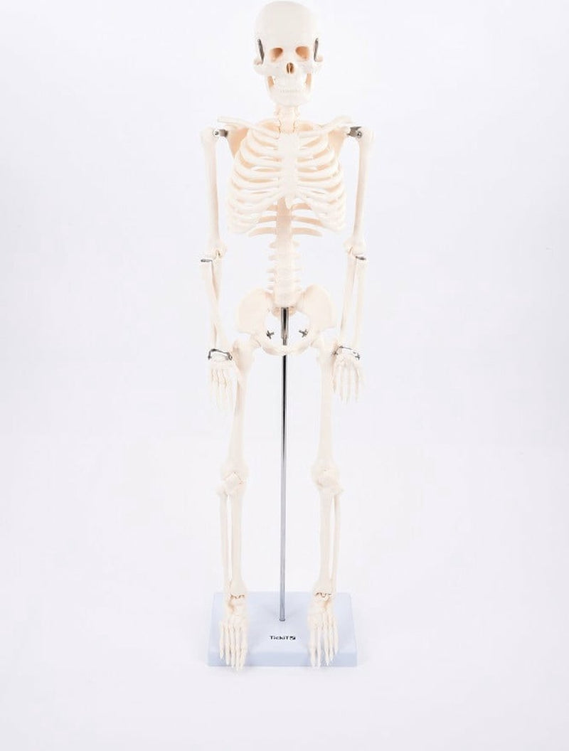 Tickit® tickit educatief skelet half-schaal model speelgoed anatomie.