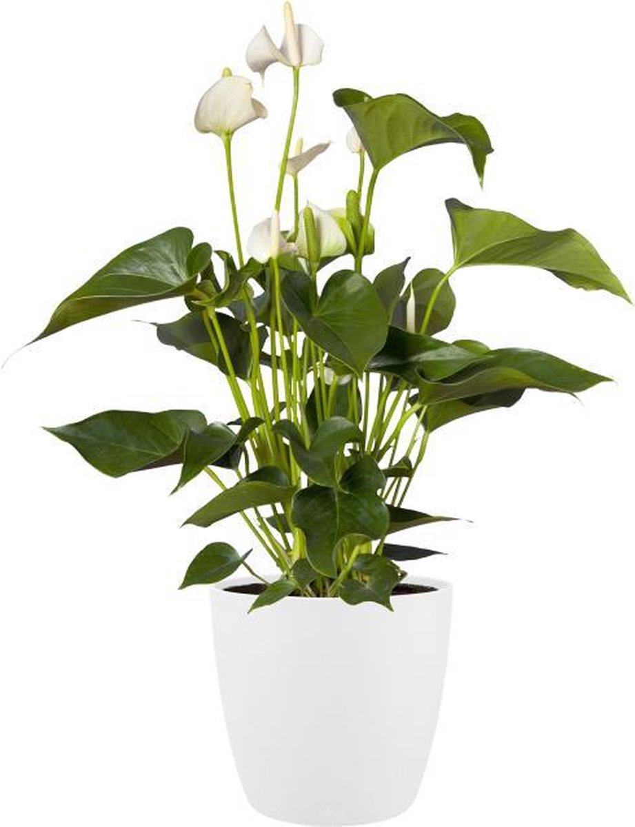 Elho brussels rond wielen 47 - grote bloempot voor binnen - 100% gerecycled plastic - ø 46.5 x h 43.5 cm - wit