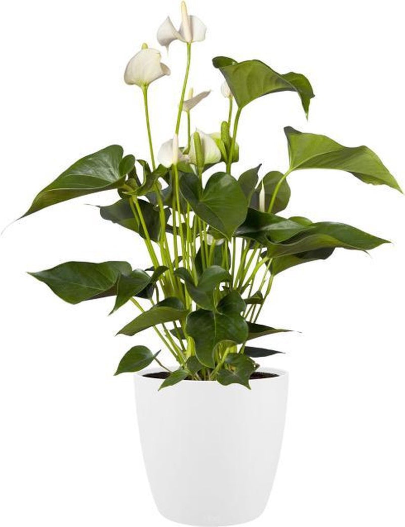 Elho brussels rond wielen 47 - grote bloempot voor binnen - 100% gerecycled plastic - ø 46.5 x h 43.5 cm - wit