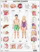 Larsen le corps humain – puzzle – corps humain – anatomie – puzzle éducatif pour enfants – 35 pièces – fabriqué en norvège – pièces extra épaisses de 2,5 mm – plateau avec bord fixe