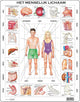 Larsen het menselijk lichaam – puzzel – educatief – anatomie – educatieve legpuzzel voor kinderen – 35 stukjes – gemaakt in noorwegen – extra dikke 2,5 mm stukjes – tray met vaste rand