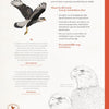 Roofvogels 9+