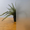 Kenro anti reflectie spray mat voor zwarte ondergrond