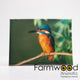Farmwood animals buitenschilderij ijsvogel 30x40cm