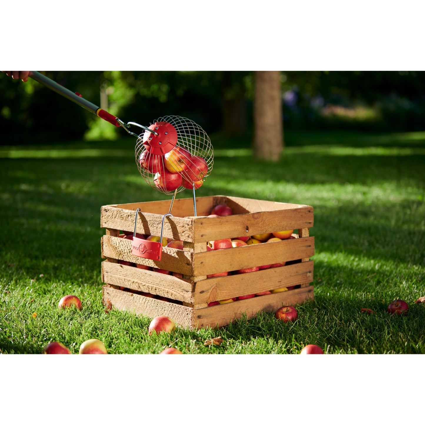 Wolf-garten multi-star fc-m fruitverzamelaar fruitplukker (rood, beugel inbegrepen)