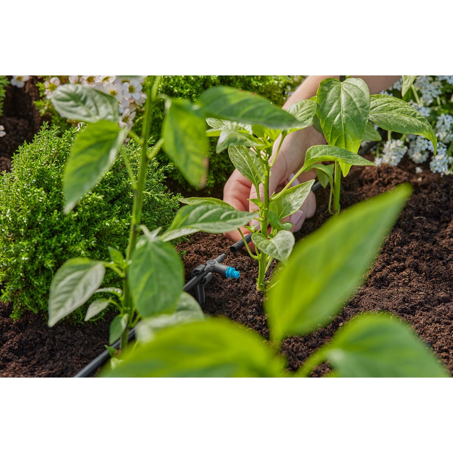 Gardena seriedruppelaar 2 l u druppelaar (zwart turquoise, 10 stuks)