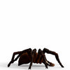 Schleich wizarding world - aragog - harry potter - 13987