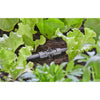Gardena micro-drip-system t-stuk voor sproeiers verbinding (donkergrijs)
