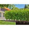 Gardena micro-drip-bewatering heggen struiken set (50 m) druppelaar (zwart)