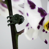 Connex clips voor orchideen 30st - flor78840 - afbeelding 2