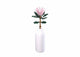 Sluban flowers reuzeprotea cynaroides 219-delig