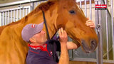 Heiniger producten scheermachine progress paard 23 31tds - afbeelding 2