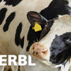 Producten halfronde koeborstel veeborstel blauwrood