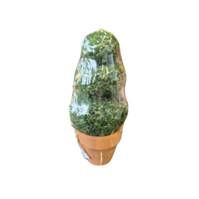 Kaars buxus in pot 6 x 13 cm | 12 stuks
