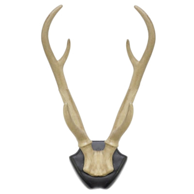 Wanddecoratie hertengewei op bord 34,5 cm | 6 stuks