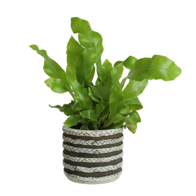 Bloempot serie raf grijs 7,5 cm | 24 stuks