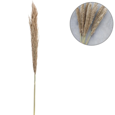 Droogtak pampas naturel 135 cm | 20 stuks