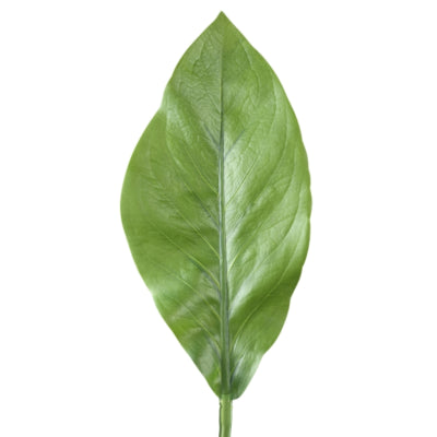 Ptmd kunsttak leaves groen 70 cm | 12 stuks