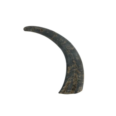 Hoorn buffel 25 cm | 24 stuks