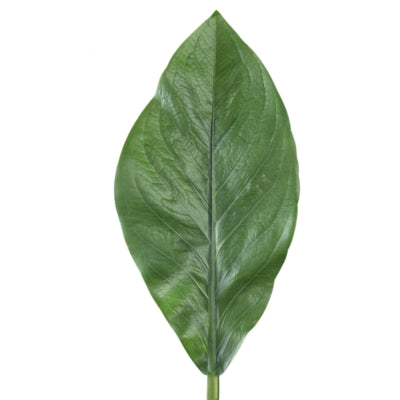 Ptmd kunsttak leaves donkergroen 70 cm | 12 stuks