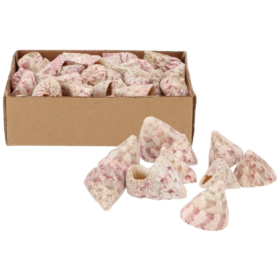 Daan kromhout decoratie schelpen barnacle 380 gr | 8 stuks