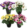 Kunstplant in pot viool 21 cm 4 assorti | 12 stuks