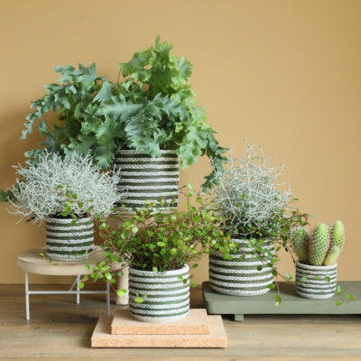 Bloempot serie raf groen 7,5 cm | 24 stuks