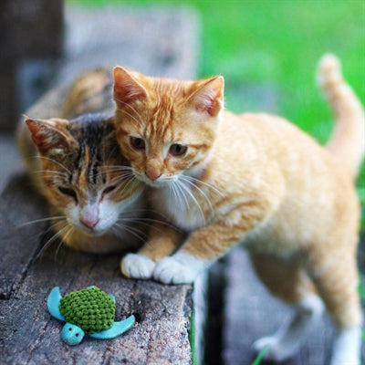 Kong Kat catnip turtle